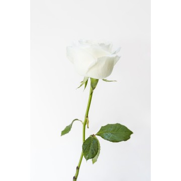 1 Rosa preparada blanca