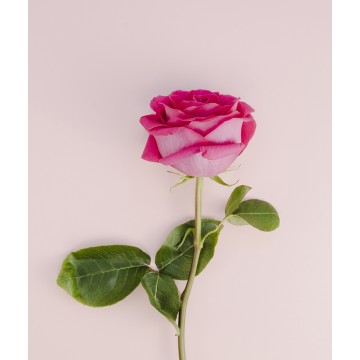 1 Rosa preparada rosa