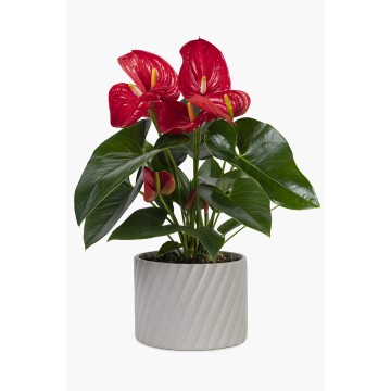 Anthurium