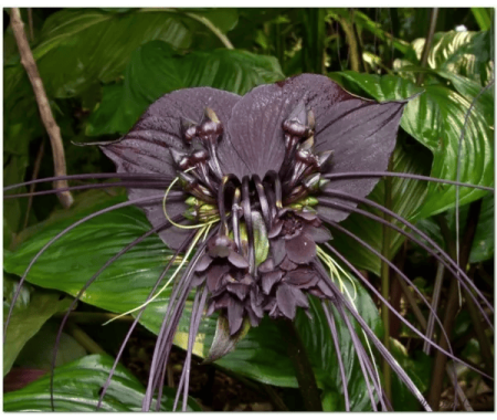 Flor murciélago