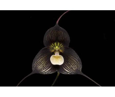 Orquídea drácula