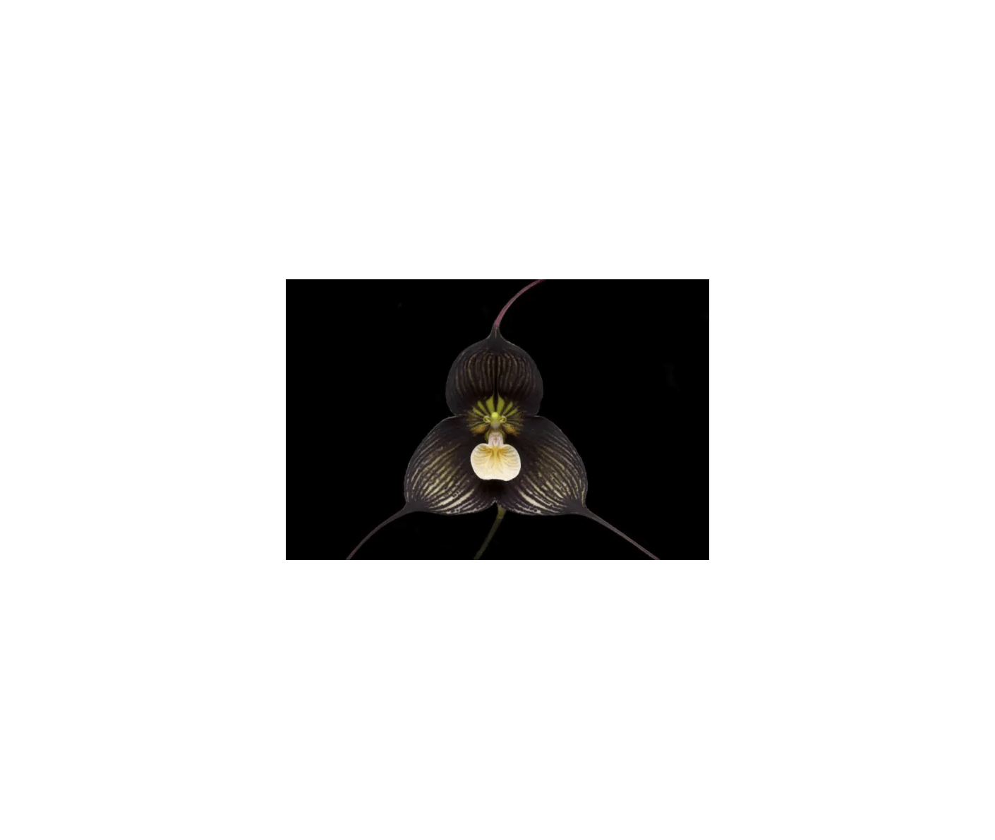 Orquídea drácula